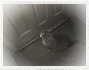 Moosie waits near door for his leave.