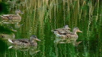 "refraction" picture depicting a bunch of young ducks reflected on the water.