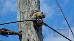 Serendipity is squirrel perched on power pole.