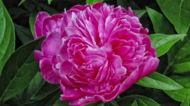Flower for mom is a Peony.