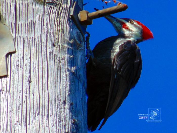 Giant Pileated Woodpecker's bug interest is evident when perched high up utility pole eating insects.